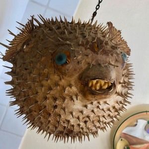 Meet your Posher, Letty